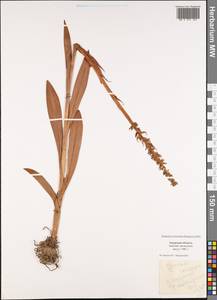 Gymnadenia conopsea (L.) R.Br., Siberia, Russian Far East (S6) (Russia)