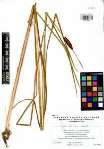 Typha laxmannii Lepech., Siberia, Baikal & Transbaikal region (S4) (Russia)