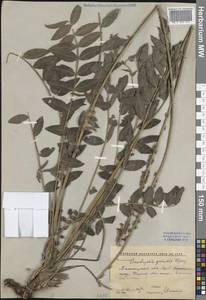 Onobrychis grandis Lipsky, Middle Asia, Western Tian Shan & Karatau (M3) (Uzbekistan)