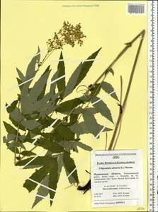 Filipendula ulmaria (L.) Maxim., Eastern Europe, Northern region (E1) (Russia)