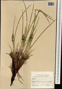 Iris lactea Pall., Mongolia (MONG) (Mongolia)