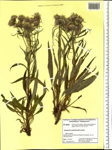 Saussurea stubendorffii Herder, Siberia, Central Siberia (S3) (Russia)