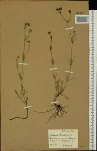 Cynanchica tinctoria (L.) Fourr., Eastern Europe, Central forest-and-steppe region (E6) (Russia)