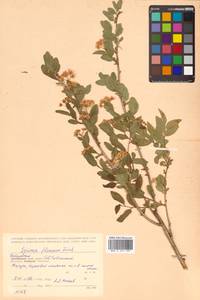 Spiraea flexuosa Fisch. ex Cambess., Siberia, Russian Far East (S6) (Russia)