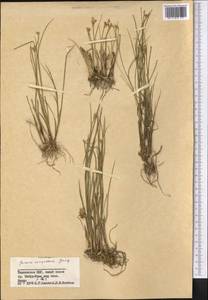 Juncus compressus Jacq., Middle Asia, Pamir & Pamiro-Alai (M2) (Tajikistan)