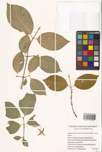 Euonymus sachalinensis (F.Schmidt) Maxim., Siberia, Russian Far East (S6) (Russia)