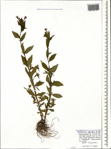 Epilobium algidum M. Bieb., Caucasus, Krasnodar Krai & Adygea (K1a) (Russia)