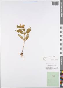 Galeopsis speciosa Mill., Eastern Europe, Central forest-and-steppe region (E6) (Russia)