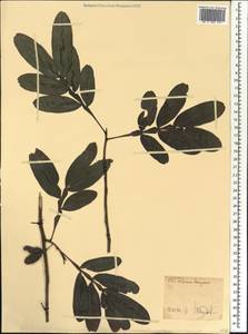 Filicium decipiens (Wight & Arn.) Thwaites, Africa (AFR) (Ethiopia)