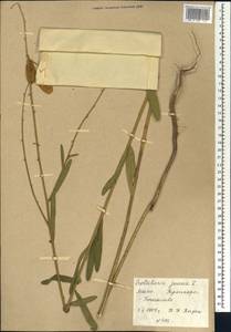 Crotalaria juncea L., Africa (AFR) (Mali)