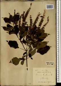 Ocimum basilicum L., South Asia, South Asia (Asia outside ex-Soviet states and Mongolia) (ASIA) (Indonesia)
