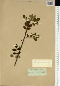Rosa acicularis Lindl., Siberia (no precise locality) (S0) (Russia)