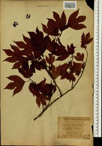 Lindera triloba (Sieb. & Zucc.) Bl., South Asia, South Asia (Asia outside ex-Soviet states and Mongolia) (ASIA) (Japan)