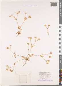 Valerianella turgida (Stev.) Betcke, Caucasus, Krasnodar Krai & Adygea (K1a) (Russia)