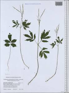 Cardamine quinquefolia (M. Bieb.) Schmalh., Caucasus, Black Sea Shore (from Novorossiysk to Adler) (K3) (Russia)