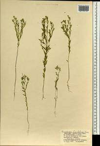 Diarthron linifolium Turcz., Mongolia (MONG) (Mongolia)