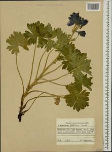 Delphinium foetidum Lomak, Caucasus, Armenia (K5) (Armenia)