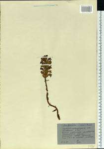 Phelipanche caesia (Rchb.) Soják, Eastern Europe, North Ukrainian region (E11) (Ukraine)