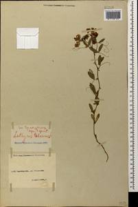 Lathyrus tuberosus L., Caucasus, North Ossetia, Ingushetia & Chechnya (K1c) (Russia)