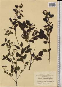 Spiraea chamaedryfolia L., Siberia, Altai & Sayany Mountains (S2) (Russia)