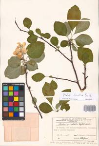 Malus domestica Borkh., Eastern Europe, Moscow region (E4a) (Russia)