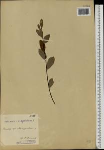 Salix myrsinifolia subsp. myrsinifolia, Eastern Europe, Volga-Kama region (E7) (Russia)