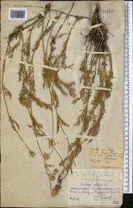 Lomelosia isetensis (L.) Soják, Middle Asia, Northern & Central Kazakhstan (M10) (Kazakhstan)
