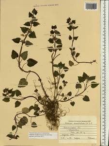 Lamium maculatum (L.) L., Eastern Europe, South Ukrainian region (E12) (Ukraine)