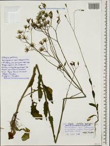 Crepis pulchra L., Caucasus, Black Sea Shore (from Novorossiysk to Adler) (K3) (Russia)