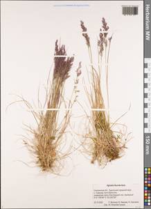 Agrostis flaccida Hack., Siberia, Russian Far East (S6) (Russia)