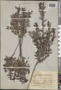 Salix myrtilloides L., Siberia, Russian Far East (S6) (Russia)