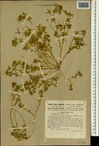 Lotus halophilus Boiss. & Spruner, South Asia, South Asia (Asia outside ex-Soviet states and Mongolia) (ASIA) (Israel)