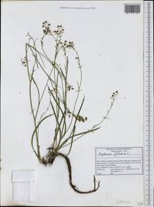 Bupleurum falcatum L., Western Europe (EUR) (Italy)