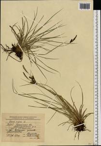 Carex nigra (L.) Reichard, Eastern Europe, Belarus (E3a) (Belarus)