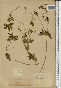 Geranium palustre L., Eastern Europe, Eastern region (E10) (Russia)