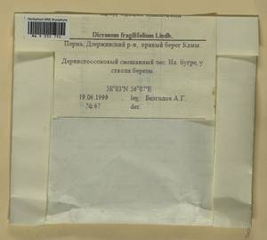 Dicranum fragilifolium Lindb., Bryophytes, Bryophytes - Permsky Krai, Udmurt Republic, Sverdlovsk & Kirov Oblasts (B8) (Russia)