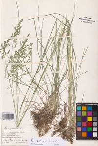 Poa pratensis L., Eastern Europe, Lower Volga region (E9) (Russia)