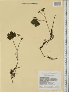 Rubus chamaemorus L., Eastern Europe, Eastern region (E10) (Russia)