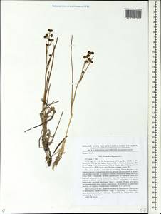 Scheuchzeria palustris L., Eastern Europe, Moscow region (E4a) (Russia)