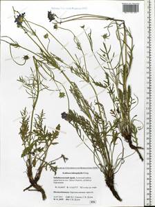 Lomelosia comosa (Fisch. ex Roem. & Schult.) comb. ined., Siberia, Baikal & Transbaikal region (S4) (Russia)
