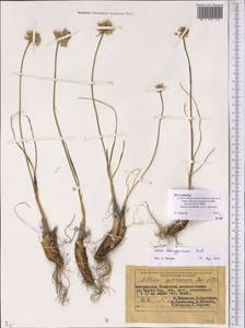 Allium dshungaricum Vved., Middle Asia, Muyunkumy, Balkhash & Betpak-Dala (M9) (Kazakhstan)