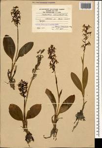 Platanthera chlorantha (Custer) Rchb., Caucasus, South Ossetia (K4b) (South Ossetia)