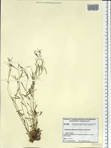 Epilobium davuricum Fisch. ex Hornem., Siberia, Central Siberia (S3) (Russia)