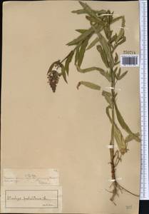 Stachys palustris L., Middle Asia, Muyunkumy, Balkhash & Betpak-Dala (M9) (Kazakhstan)