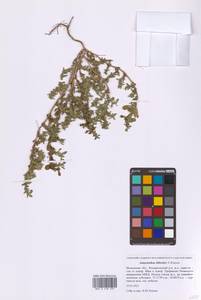 Amaranthus blitoides S.Watson, Eastern Europe, Moscow region (E4a) (Russia)