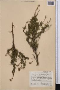 Dasiphora parvifolia (Fisch. ex Lehm.) Juz., Middle Asia, Western Tian Shan & Karatau (M3) (Kazakhstan)