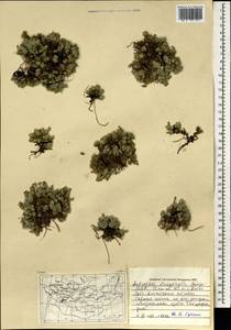 Androsace villosa var. dasyphylla (Bunge) Kar. & Kir., Mongolia (MONG) (Mongolia)