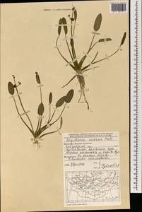 Sagittaria natans Pall., Mongolia (MONG) (Mongolia)