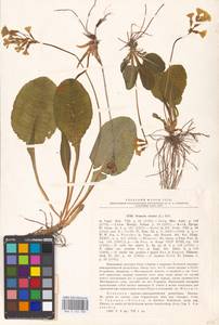 Primula elatior (L.) L., Western Europe (EUR) (Poland)