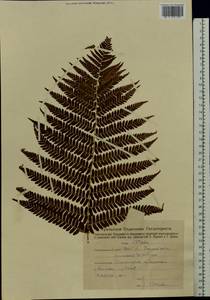 Dryopteris cristata (L.) A. Gray, Eastern Europe, Eastern region (E10) (Russia)